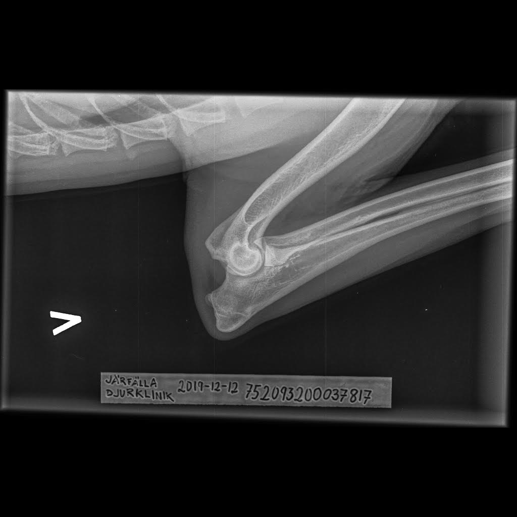 Röntgenbild av Labrador